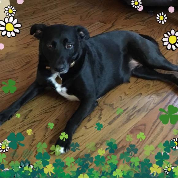 Meet your Posher, Laurette - Picture 1 of 1